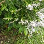 Hebe brachysiphon Flower