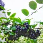 Aronia melanocarpa Ovoce