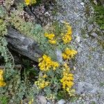 Tropaeolum polyphyllum 其他