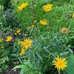 Buphthalmum salicifolium Flor