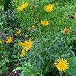 Buphthalmum salicifolium Blüte