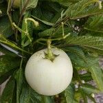 Solanum muricatum Frucht