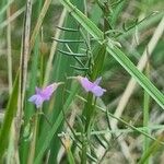 Vicia parviflora Costuma