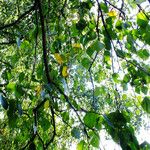 Betula populifolia Folha