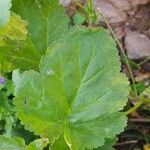 Erodium malacoides Folha