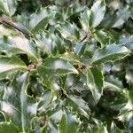 Ilex meserveaeFoglia