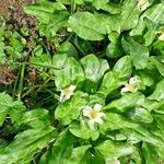 Erythronium oregonum Blatt