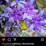 Petrea volubilisFlower