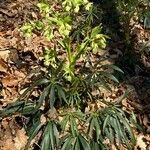 Helleborus foetidus Hoja