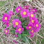 Primula vialii Blomma