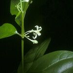 Solanum oppositifolium