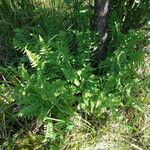 Dryopteris cristata Habitus