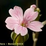 Vaccaria hispanica 花