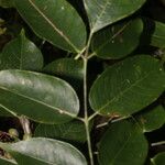 Bursera simaruba Leaf