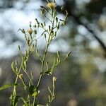 Lactuca indica Λουλούδι