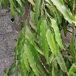 Polyalthia longifolia Blatt