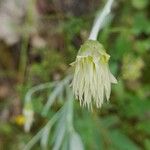 Chardinia orientalis Flower