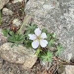 Geranium richardsonii Fiore