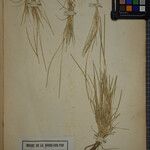 Parapholis filiformis Other