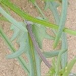 Senecio glaucus Bark