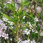 Diosma hirsuta 葉