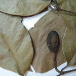 Tontelea ovalifolia