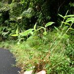 Arthraxon hispidus Hábito