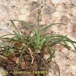 Armeria multiceps Hábito