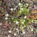 Minuartia recurva Flor