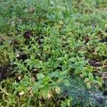 Stellaria apetala Blad