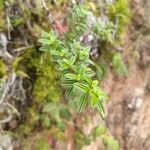 Monochaetum vulcanicum Leaf