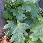 Acanthus mollis Leaf