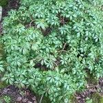 Pieris japonica 叶