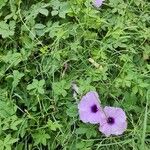 Ipomoea cairica ശീലം