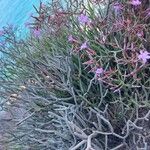 Limonium insigne Hoja