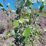 Populus deltoides Blatt