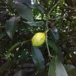 Garcinia gardneriana Φρούτο