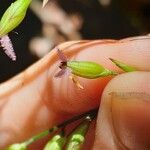 Ichnanthus panicoides Flower