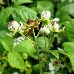 Rubus nemorosus Flower