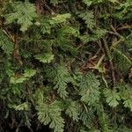 Hymenophyllum tunbrigense Blad