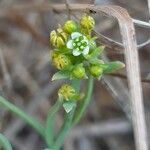 Thesium linophyllon Fleur