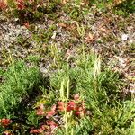 Lycopodium tristachyum Habitatea