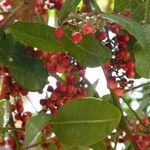 Schinus terebinthifolius Plod