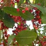 Schinus terebinthifolius Fruit