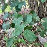 Coccoloba caracasana Hoja