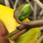 Cochlospermum regium Fruit