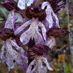 Orchis purpurea Flor
