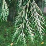 Cupressus pendula Blatt