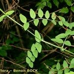 Vicia dumetorum Muu