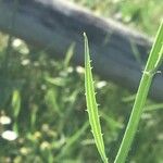 Chondrilla juncea Folha